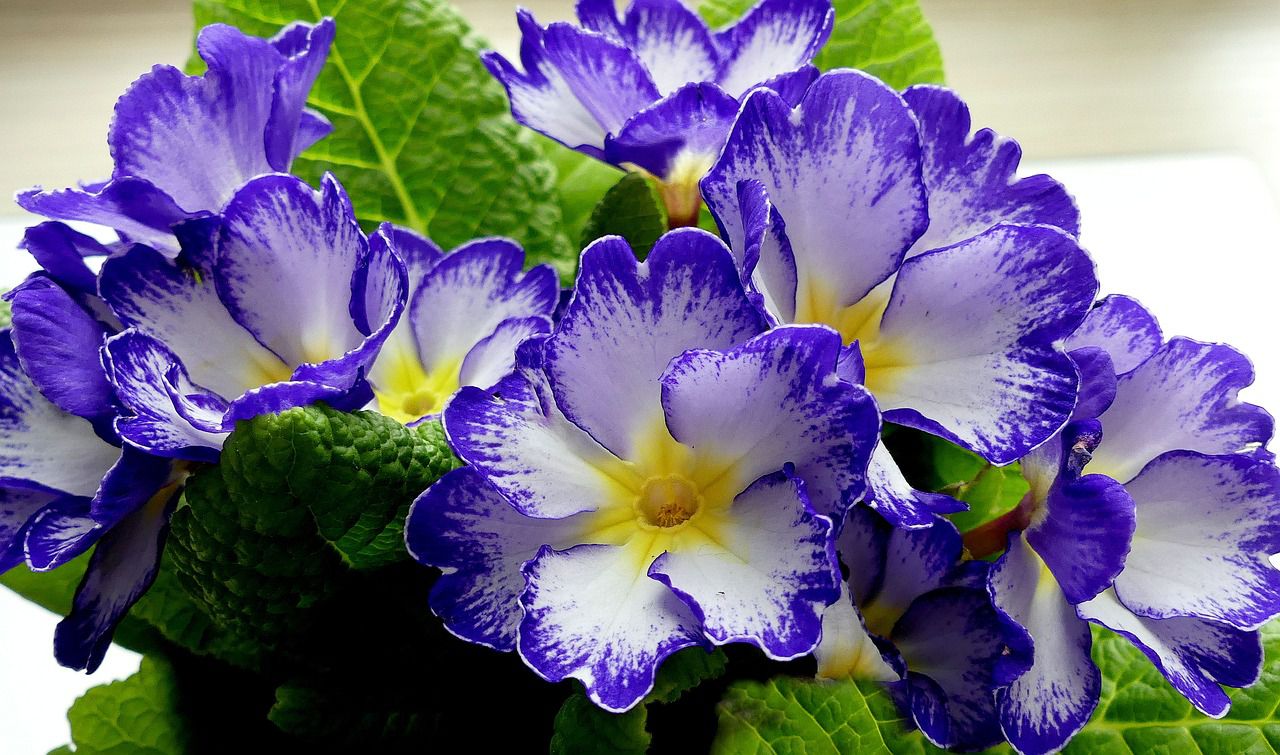 primrose