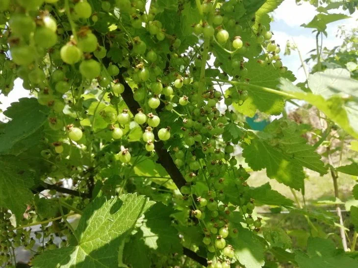 Что будет, если пропустить осеннюю подкормку смородины: последствия впечатляют Смородина