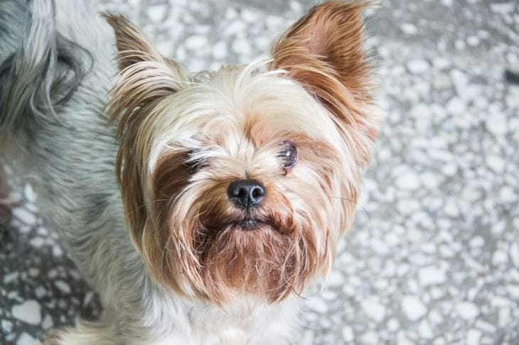 Что делать, если вы мечтаете о собаке, а партнер категорически против: дельный совет Собака