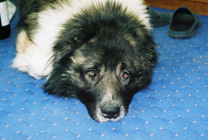 5 действий хозяина, которые явно не понравятся собаке: не делайте так собака