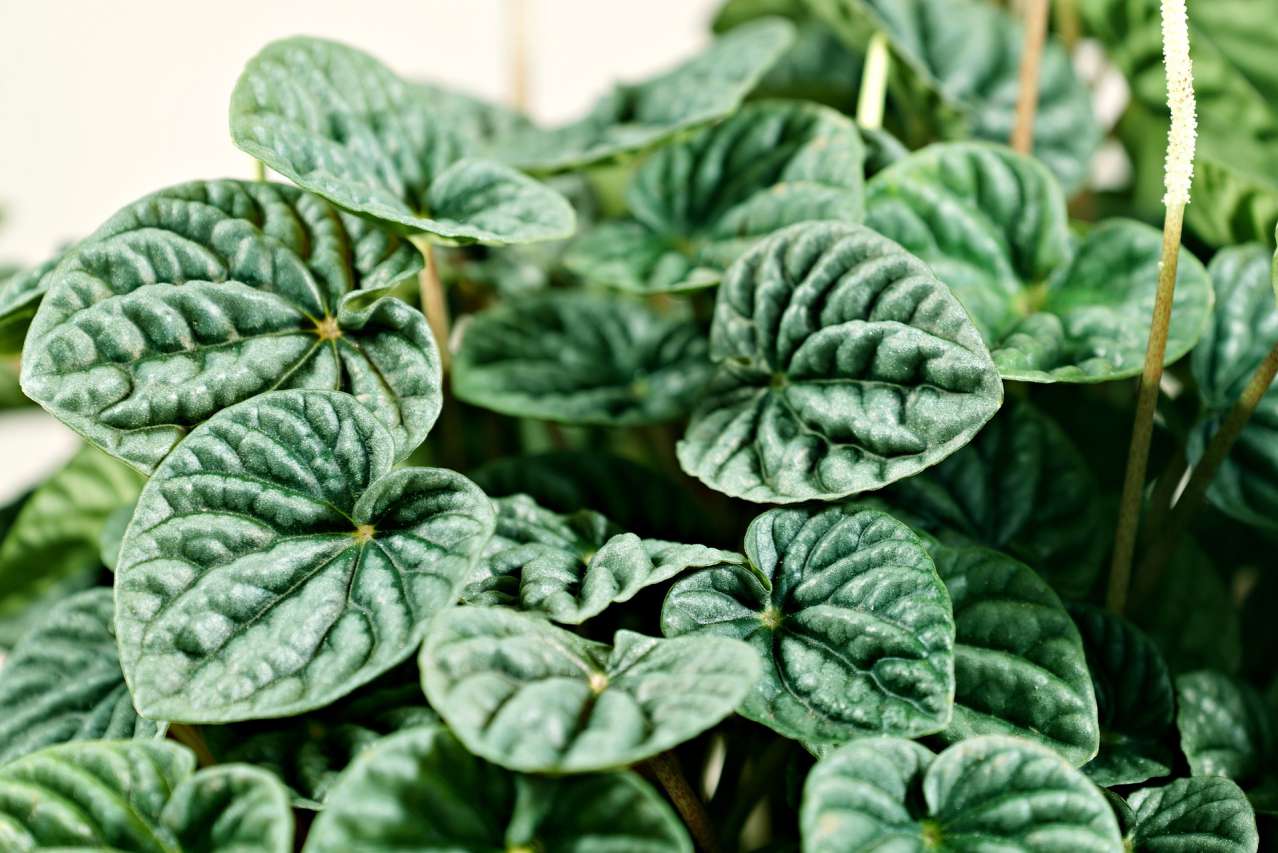 Peperomia: Care and Growing plant