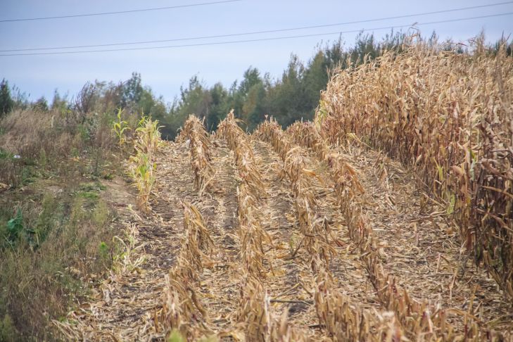 Как правильно вносить удобрения под перекопку почвы: не все дачники знают огород
