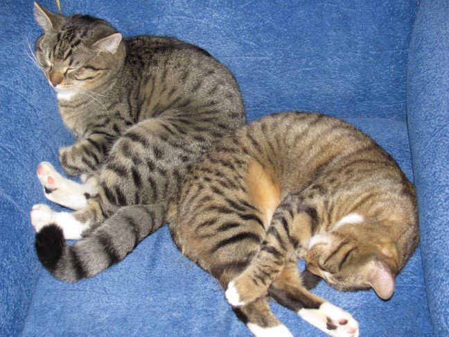 От каких людей кошки без ума: 3 главных признака Кошки