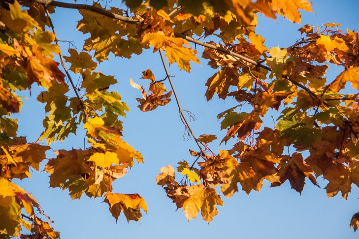 Листья Осень