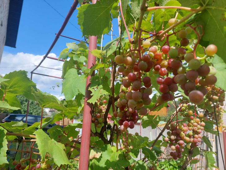 Как правильно заготавливать черенки винограда в ноябре - уже весной можнобудет сажать: новости, сад, виноград, посадка, уход, минск