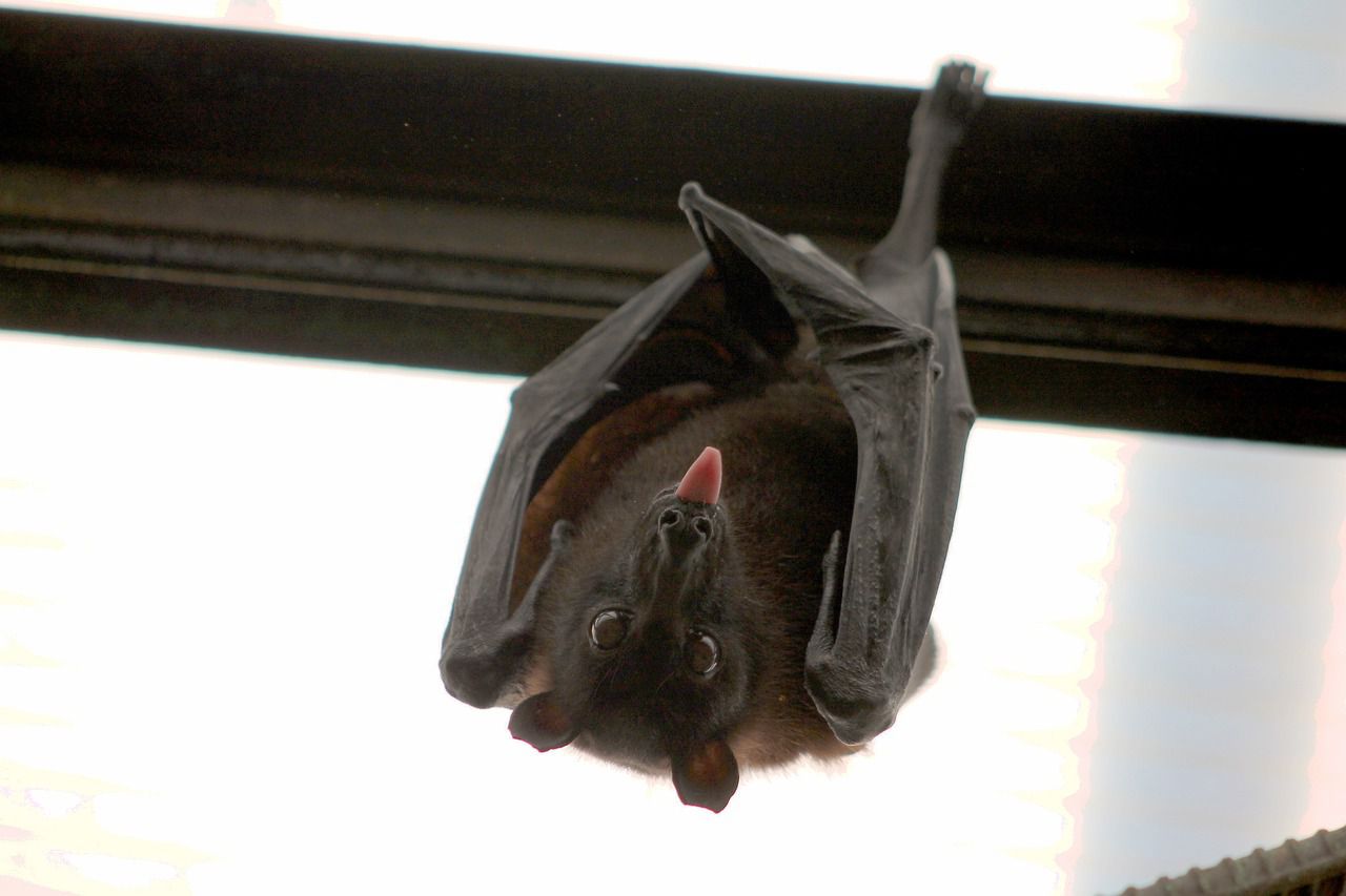 A bat in a house: What should you do? bat
