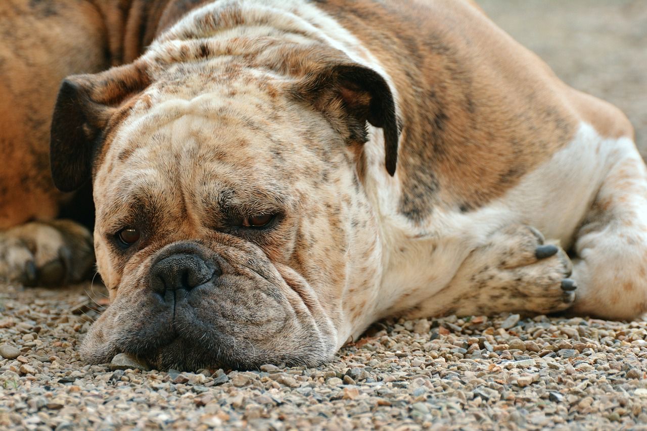 That's how you make your dog lazy: Pet owner's tips boxer