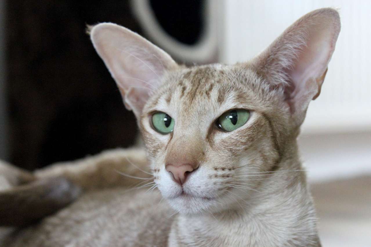 Oriental Cat: Features of the Breed animal