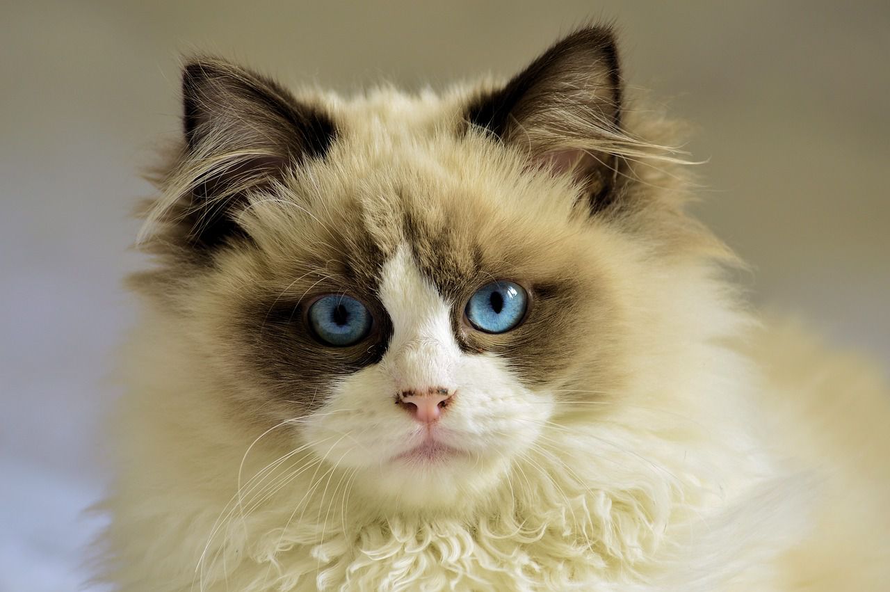 Picking a perfect cat breed for you: Pet owners' tips cat