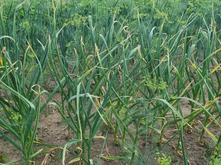 Что опытные огородники вносят в землю перед посадкой чеснока осенью: на урожай не нарадуетесь Чеснок