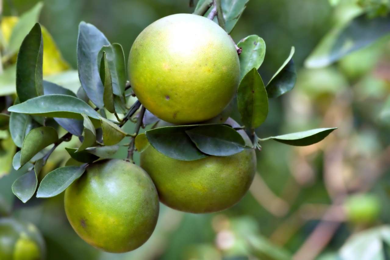 Pomelo Growing and Care news, fruits, pomelo, gardening, gardening