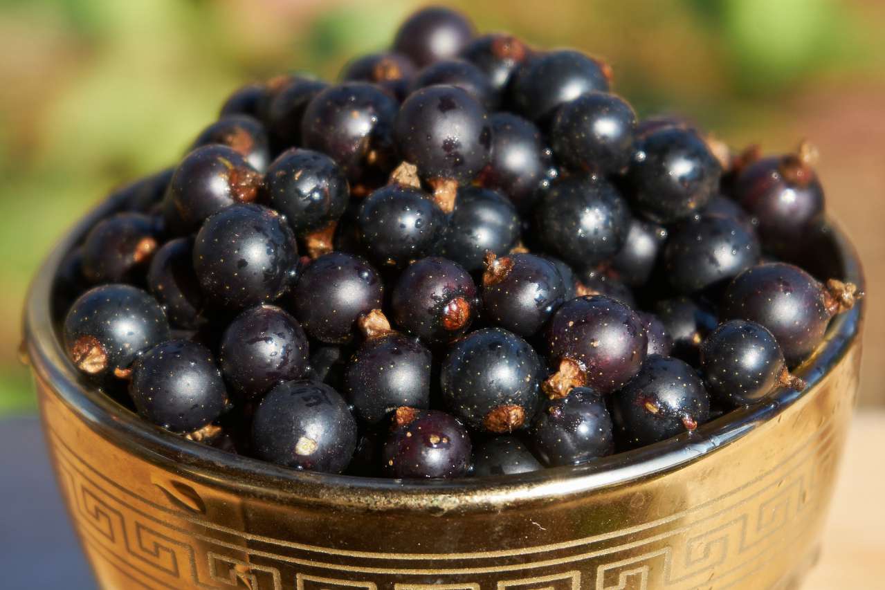 Blackcurrant: Health Benefits berries