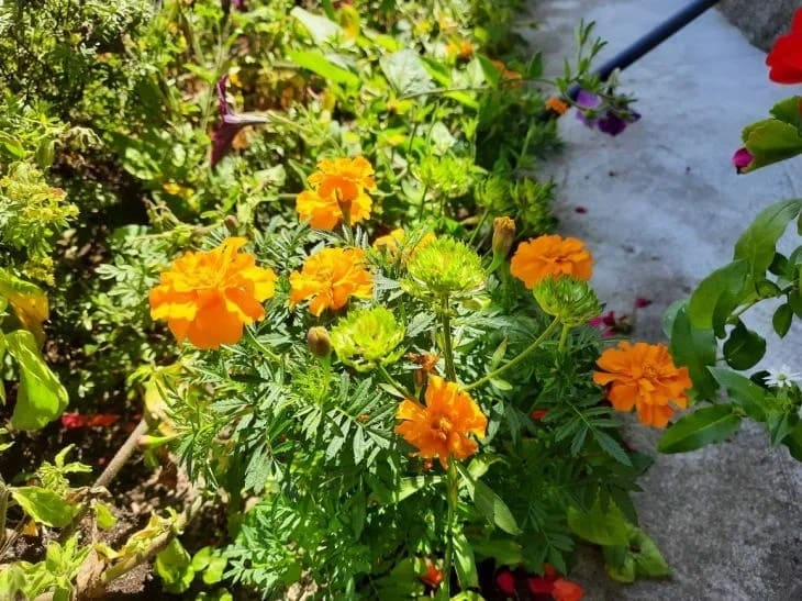 Цветы, природа