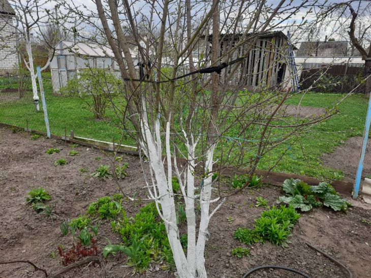 Как подготовить молодые саженцы к зиме: 5 советов опытных садоводов дерево