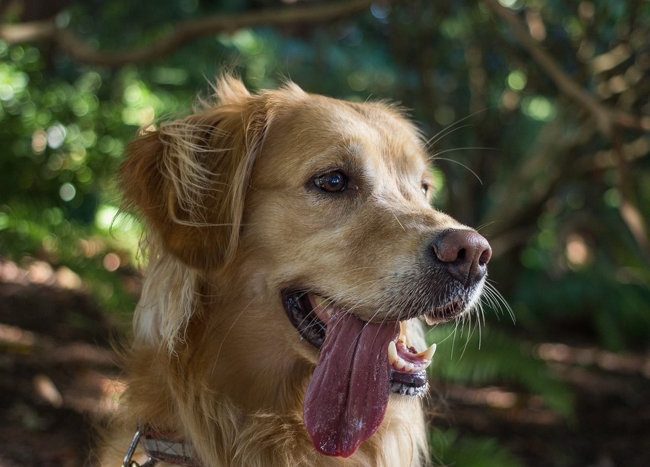 How animals avoid overheating: Nature is amazing dog panting
