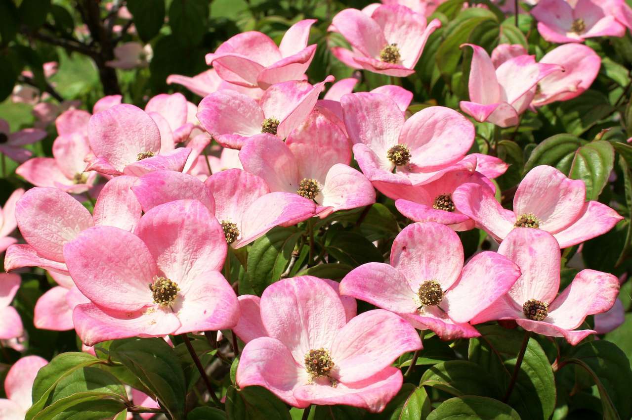 Gardening Secrets: How to Grow Dogwood flowers