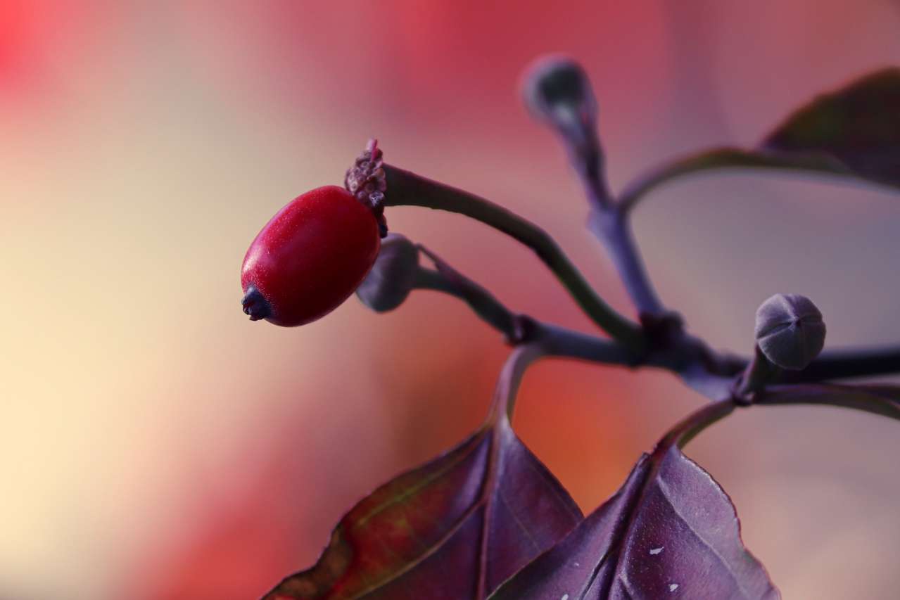 Dogwood Health Benefits news, berries, health, vitamins, cooking