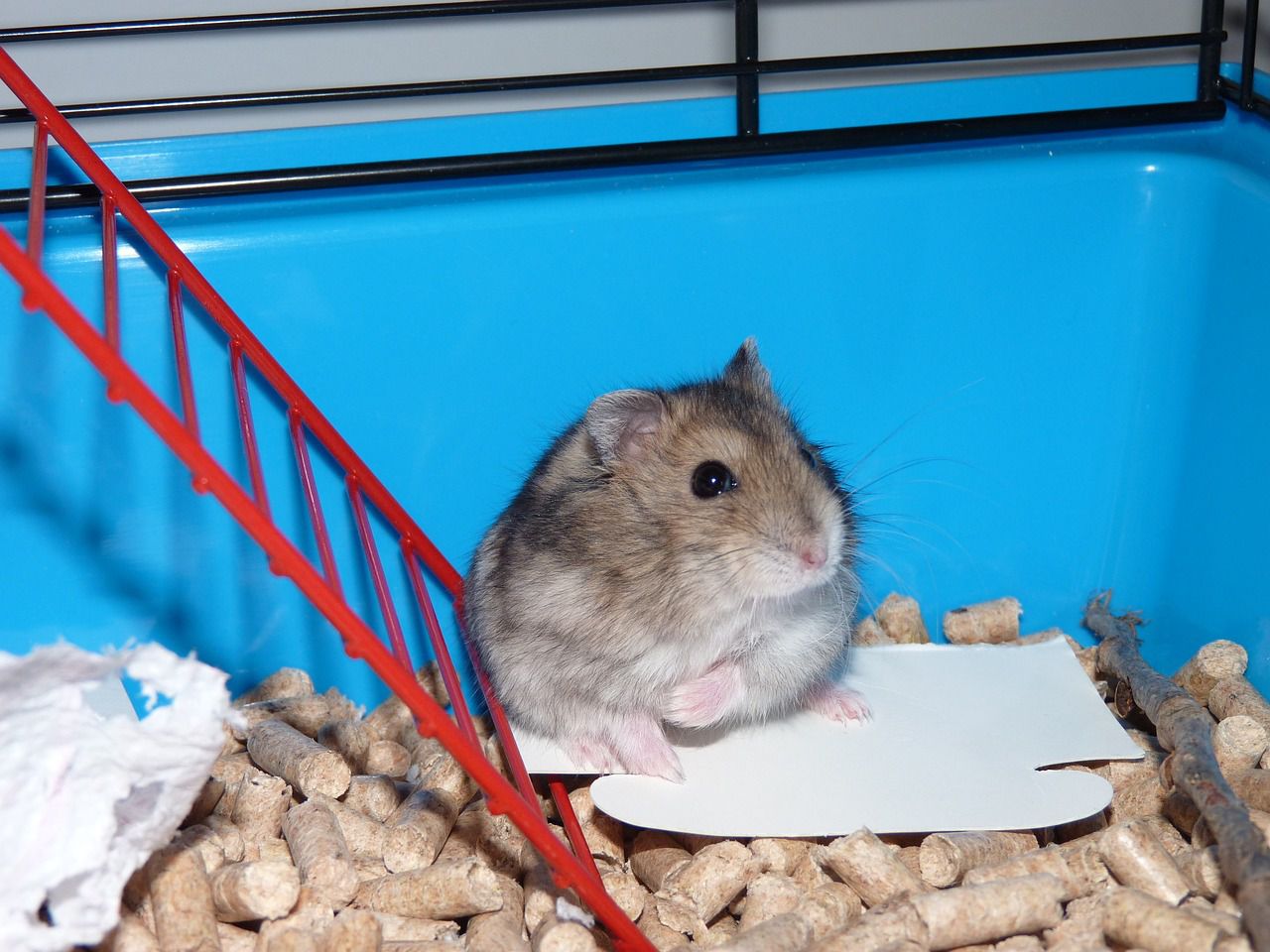 Choosing toys for rodents: Make your pets happy hamster
