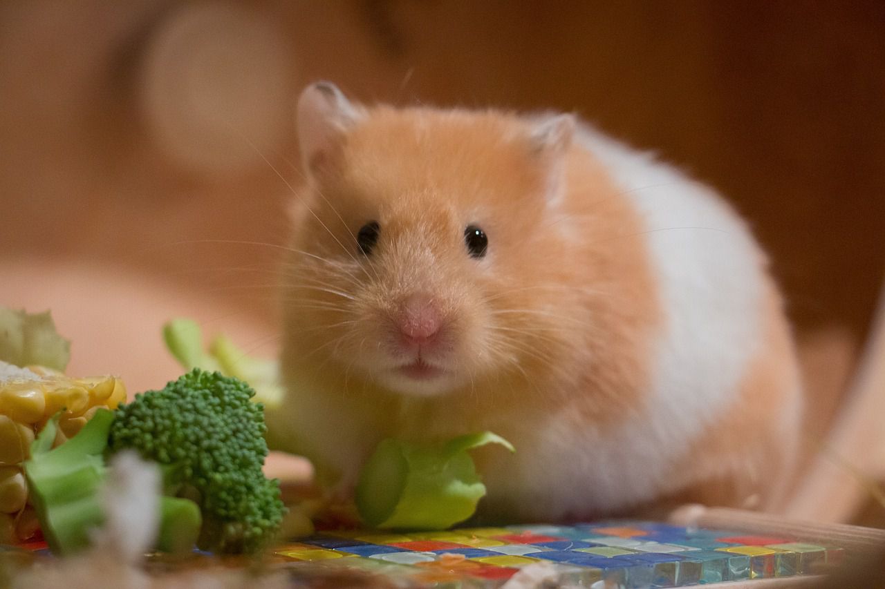 Hamster's bad appetite: Keep your pets safe hamster