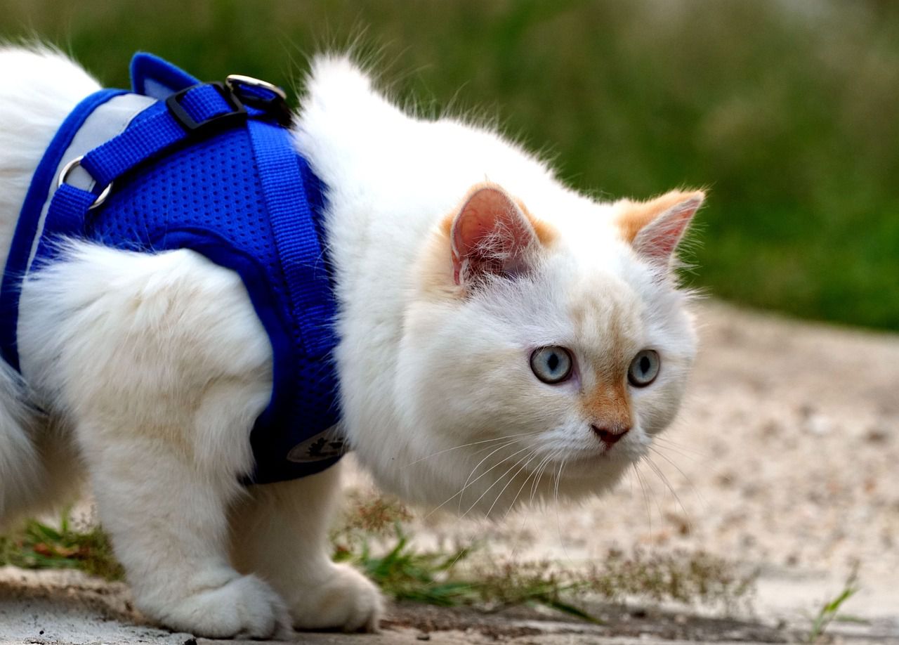 cat harness