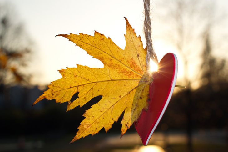 Раскроется цветок любви: в третьей декаде октября 2023 года 3 знака зодиака познают настоящее чувство осень