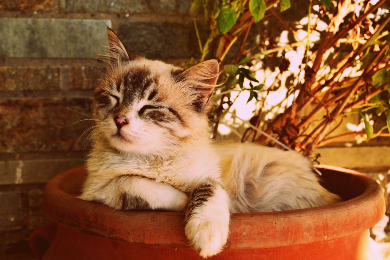 Good to Know: Which Animals Disturb Sleep animal