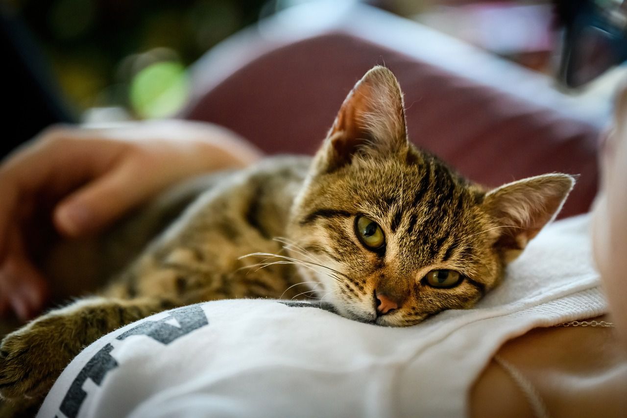 Cats love these people: Be a good pet owner kitten