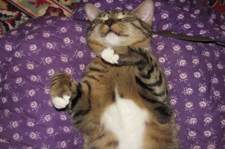 Почему у кошки может появиться лишний вес: все возможные причины ожирения Кошка