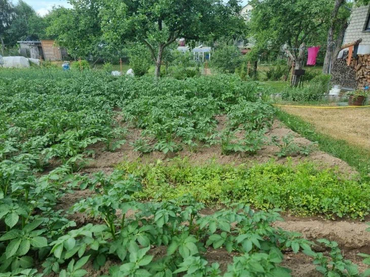 Почему удобрения, которые вносят по осени, нужно глубоко заделывать в землю: а вы знали? Огород