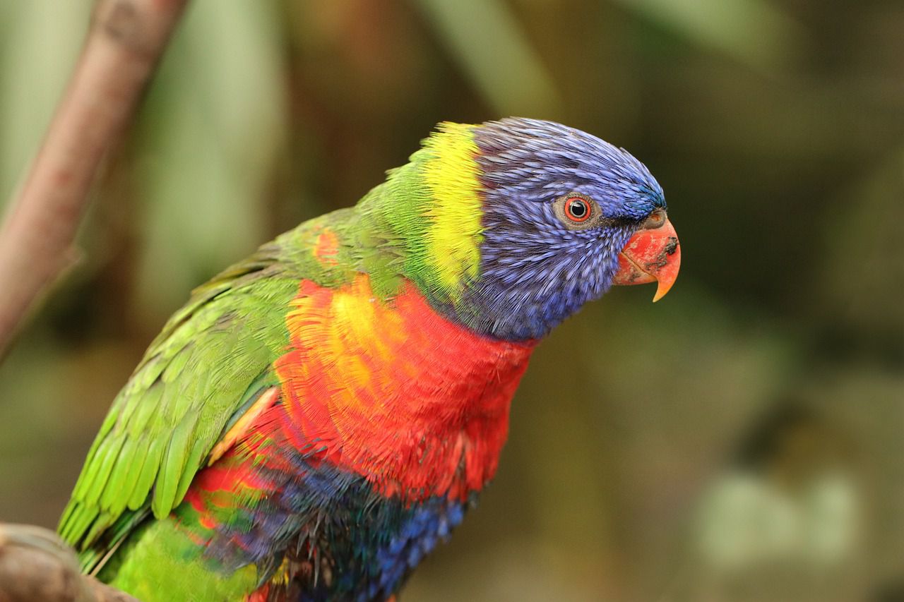 Why parrots lose feathers: Keep your pet healthy parrot