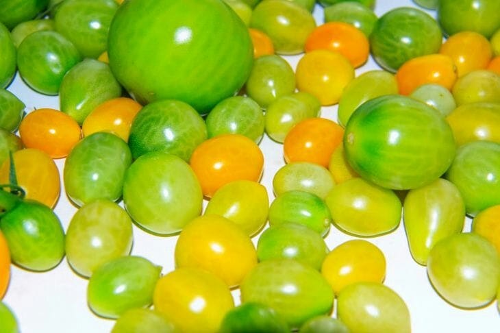 Что делать, если зеленых помидоров очень много: совет для тех, кто сомневается, что они дозреют Помидоры