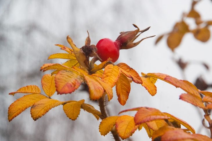 Народные приметы на 11 октября: поздняя или ранняя будет зима растения