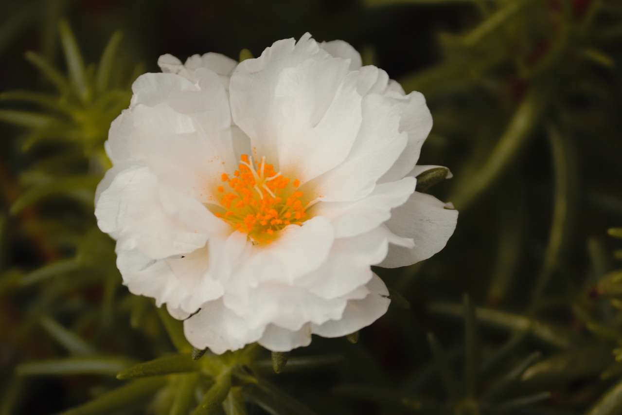 Purslane: Growing and Care flower
