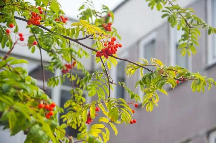 День святой Пелагеи: что нельзя делать 21 октября Рябина