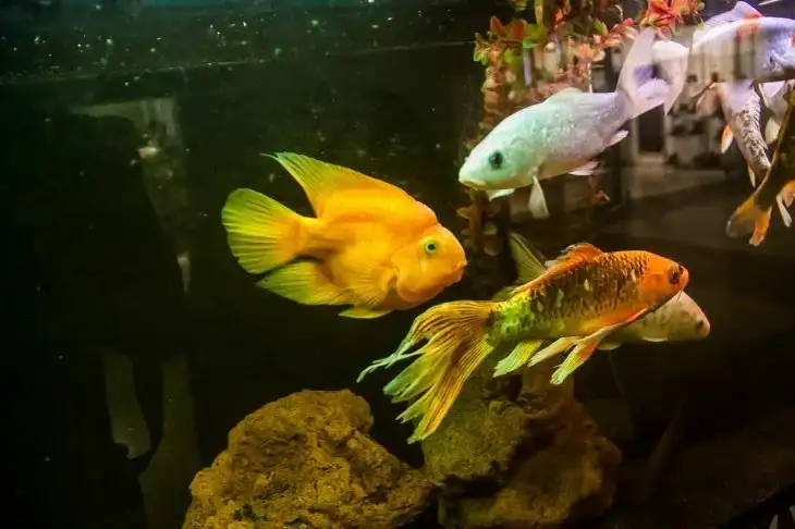 Аквариумные рыбки