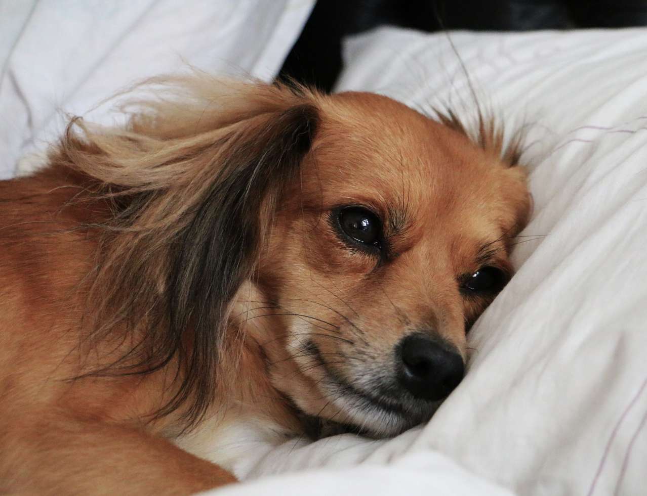 Important to Know: How Life on the Street Affects Animals dog