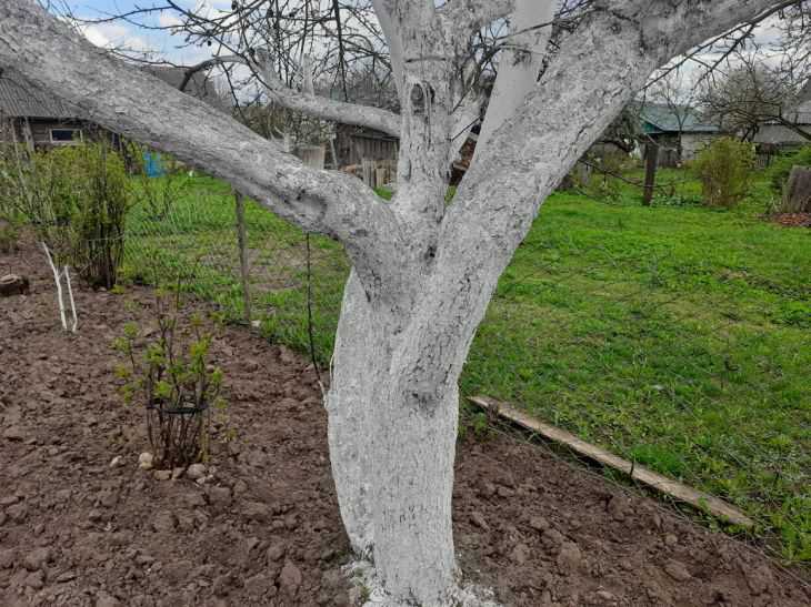 Что делать с корой дерева перед побелкой: вещи, о которых забывает 80 % огородников дерево