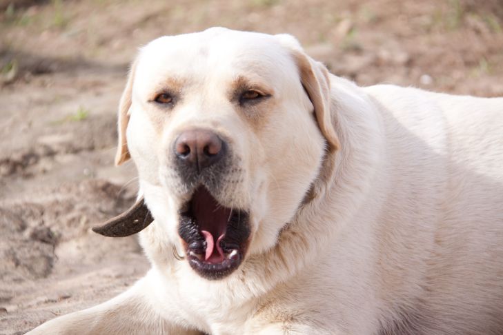 Как понять, что вы правильно воспитываете собаку: кинологи предупреждают собака