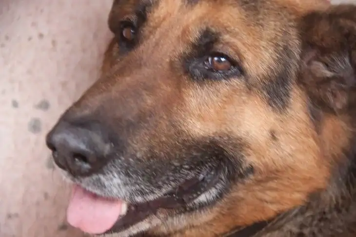 Что делать, если собака не любит чистить зубы: лайфхаки для заботливых владельцев домашних животных Собака