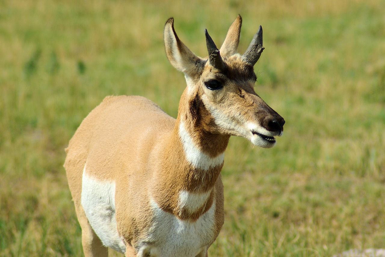 You can only find them in the USA: Learn more about wildlife pronghorns