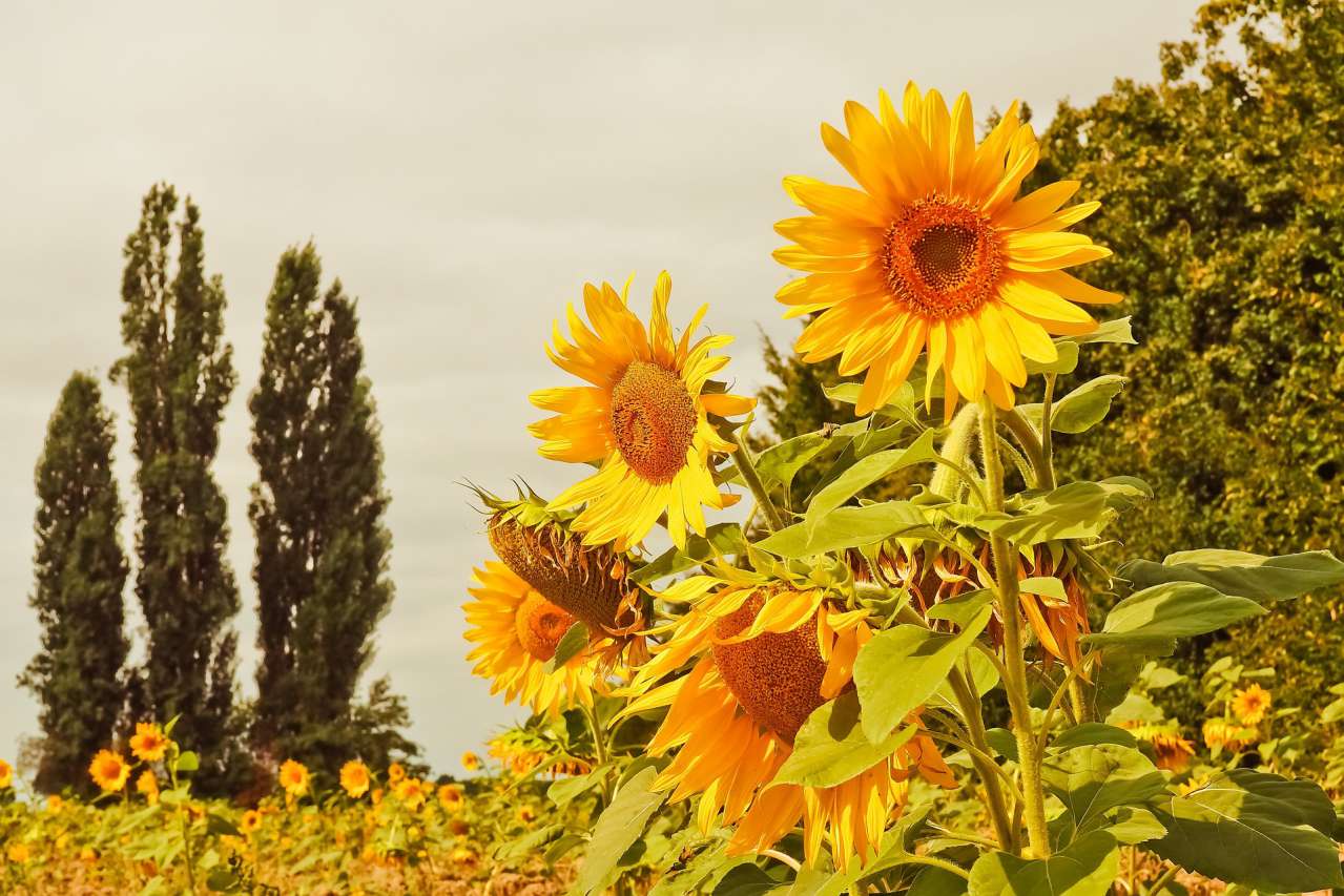 flowers