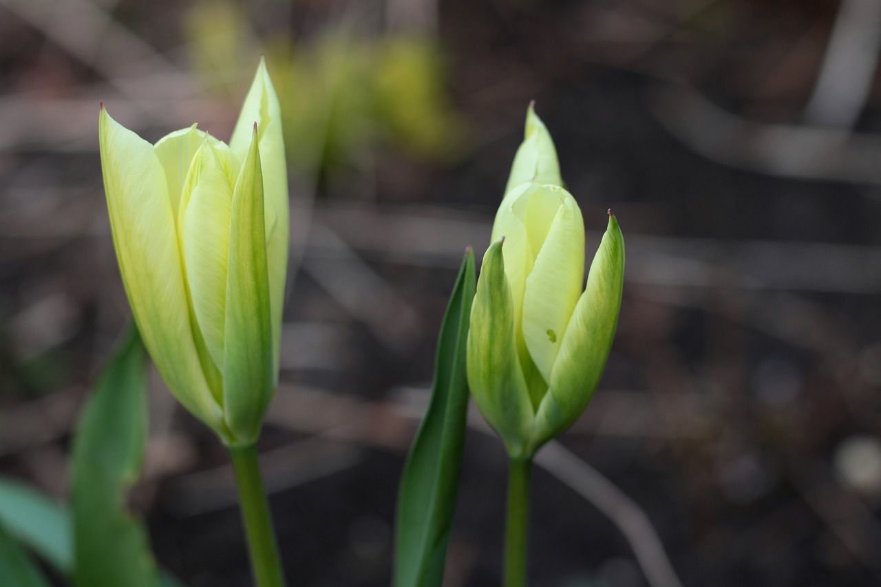 Why etiolation is bad: Gardening tips tulips