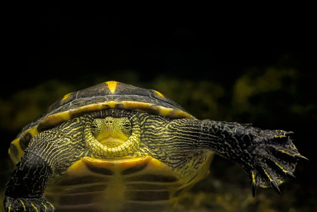 The safest first pets for kids: Learn more about pets turtle