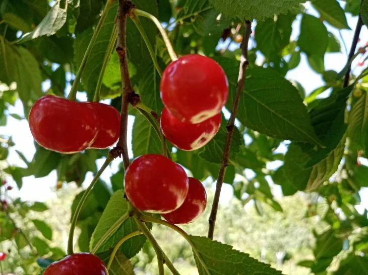 Почему вишня не плодоносит, как раньше: секрет больших урожаев: новости,вишня, ягоды, урожай, причины, дерево, сад и огород