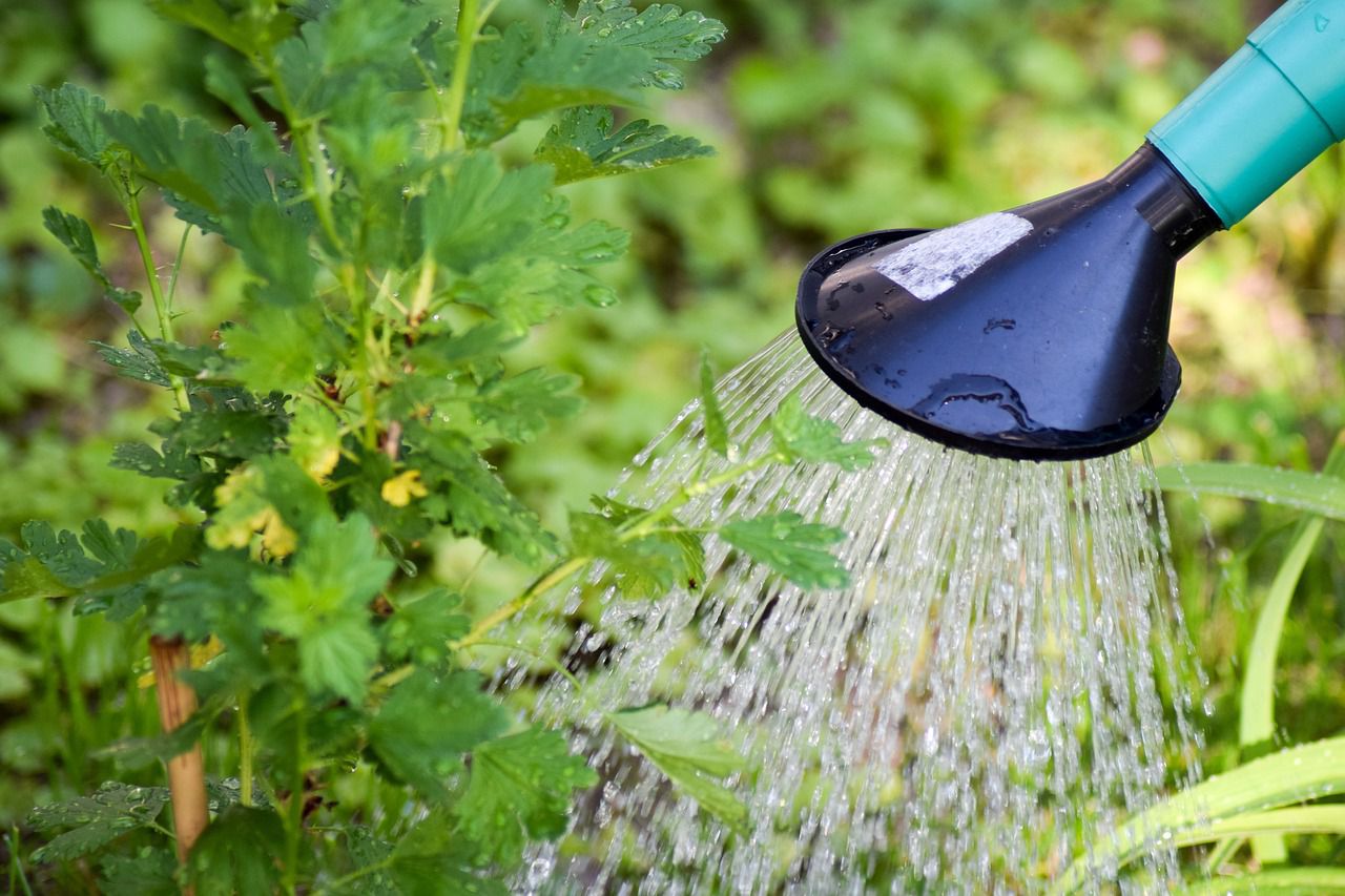 watering