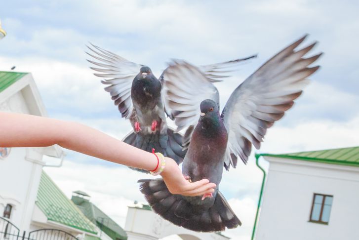Голуби