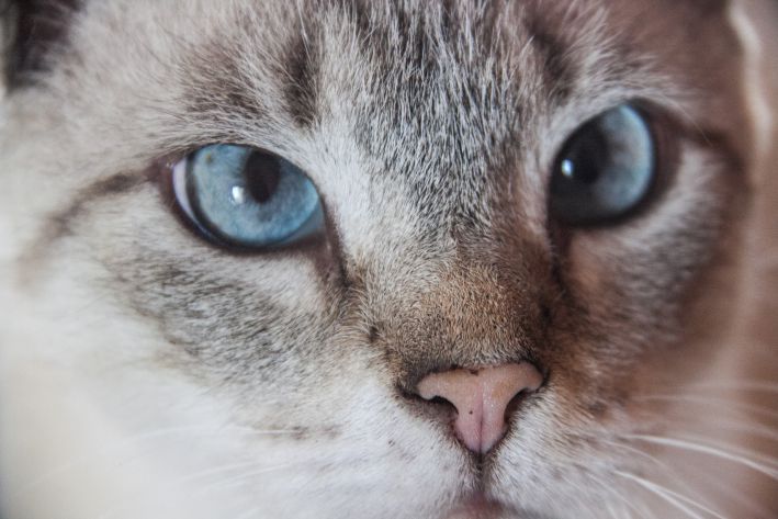Какой нос должен быть у кошки? Мокрый и холодный или горячий и сухой:  новости, кошки, питомцы, здоровье, уход, породы, домашние животные