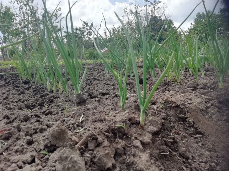 Что посеять в ноябре: три культуры дадут обильный урожай по весне Лук Грядка