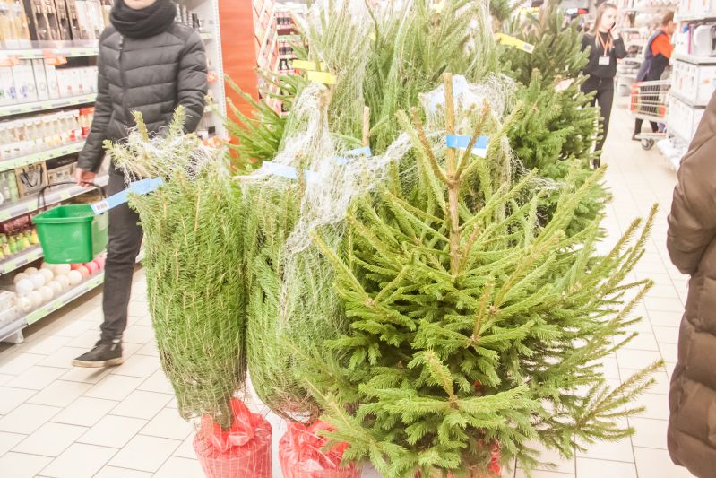 Как спасти тую, если она начала сохнуть: только действенные методы Туя