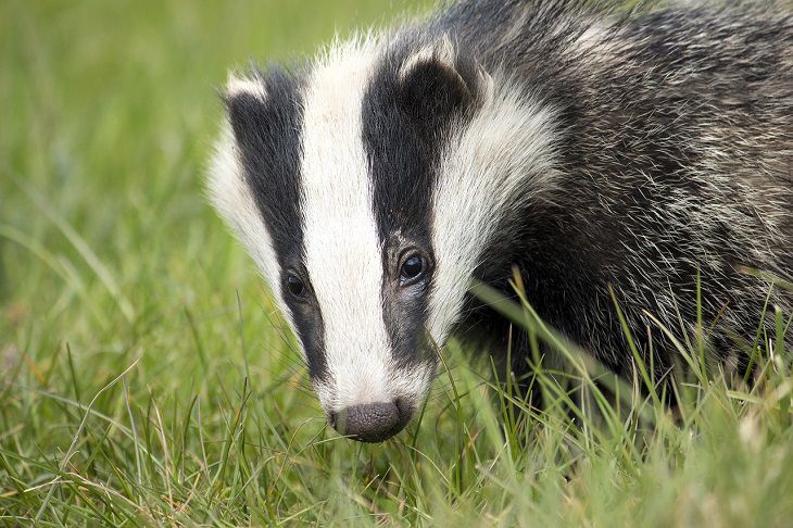 Team work: A new study on animal cooperation badger